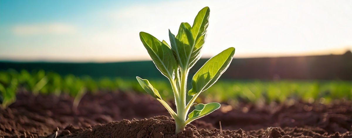 250508_certania_Linge_03 250508_certania_Linge_03