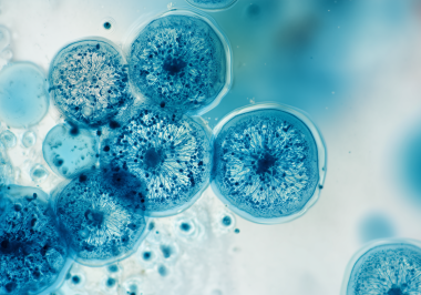 260112_CERTANIA_biotec_webprofile