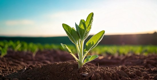 250508_certania_Linge_03 250508_certania_Linge_03