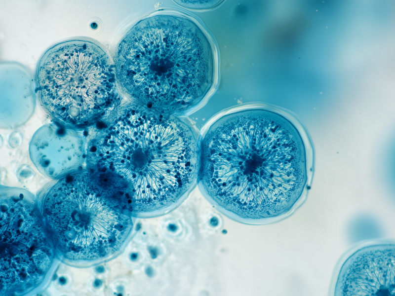 260112_CERTANIA_biotec_webprofile